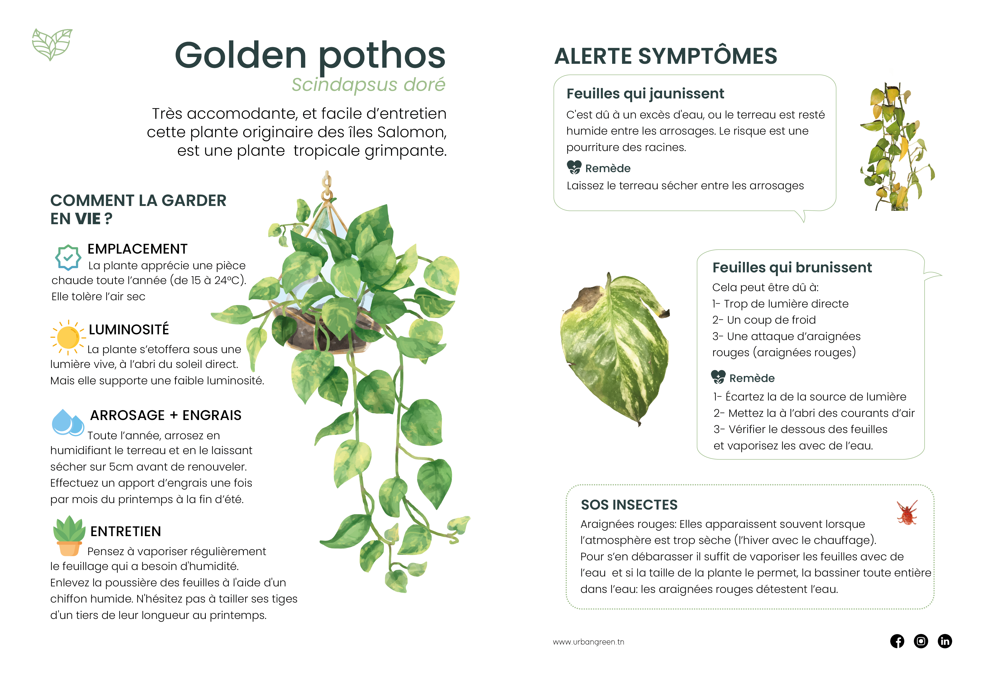 Notice Pothos