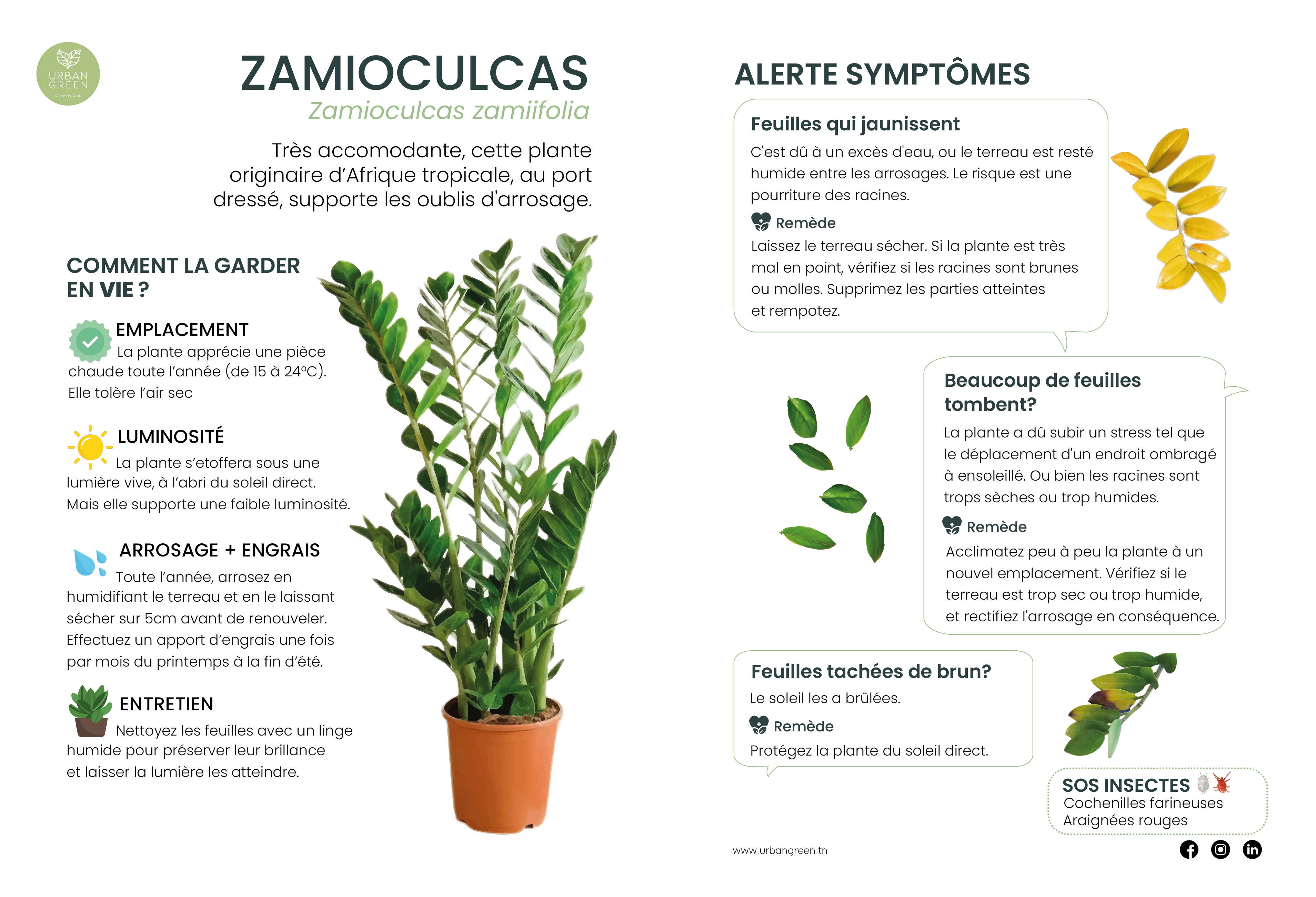 Notice Zamioculcas
